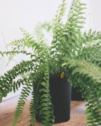 5 Best Plants for Your Bathroom: a Fern plant with leaves branching out in all directions.