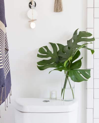 5 Best Plants for Your Bathroom: a Monstera plant set on the back of the toilet for decoration.