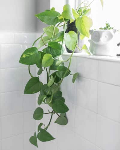 5 Best Plants for Your Bathroom: A Pothos bathroom plant with leaves dangling below their pot.